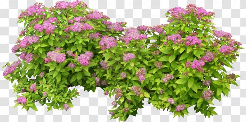 Shrub Plant Flower Transparent PNG