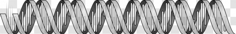 DNA Nucleic Acid Double Helix Gene Clip Art Transparent PNG