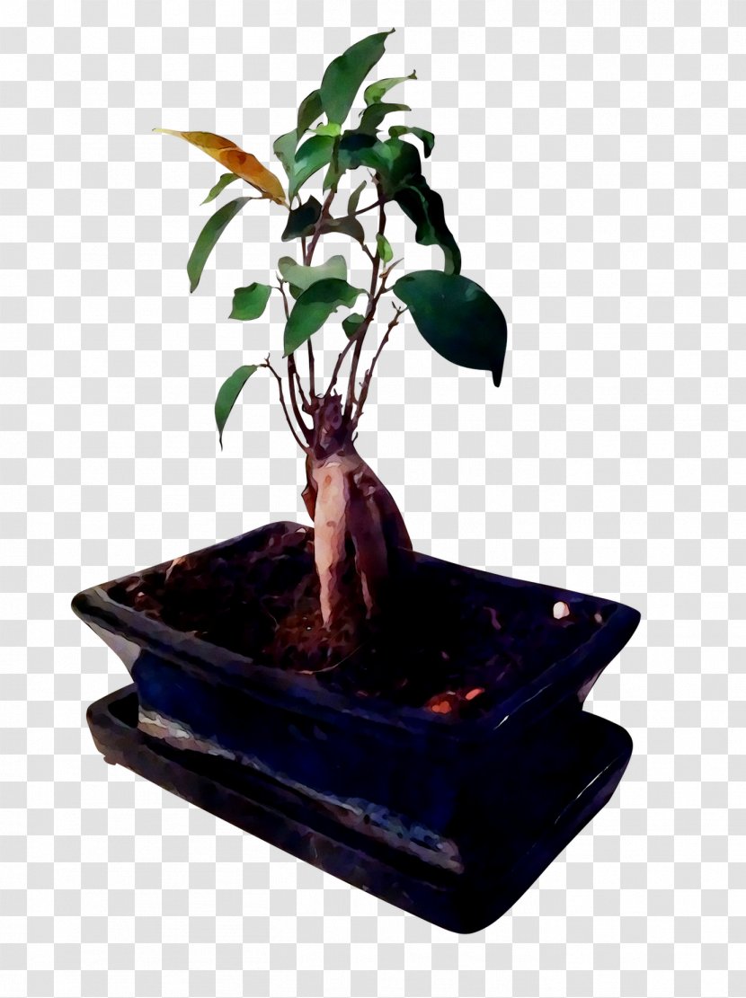 Chinese Sweet Plum Ficus Microcarpa Flowerpot Bonsai Retusa - Sageretia Theezans Transparent PNG