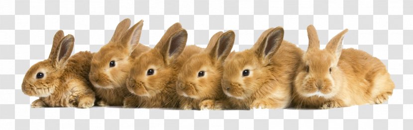 Easter Bunny Domestic Rabbit My Pet Rabbits Puppy - Whiskers Transparent PNG