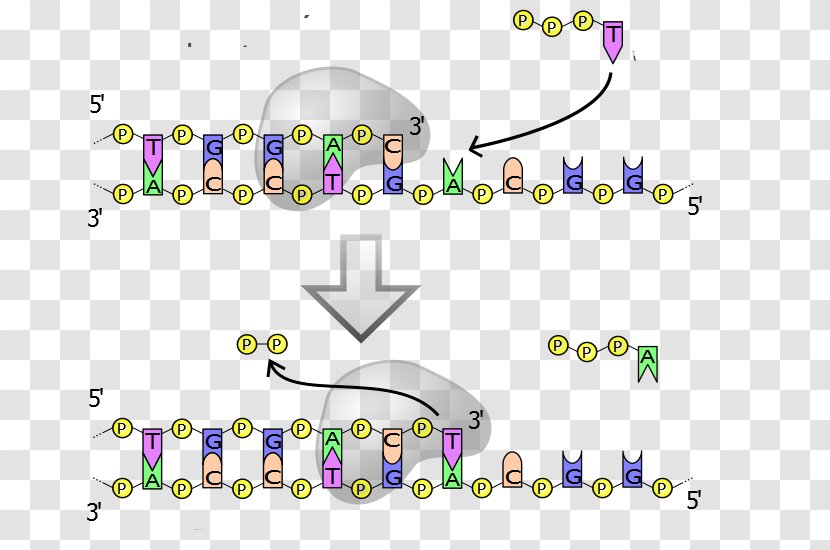 Proofreading DNA Polymerase Replication - Text - Organism Transparent PNG