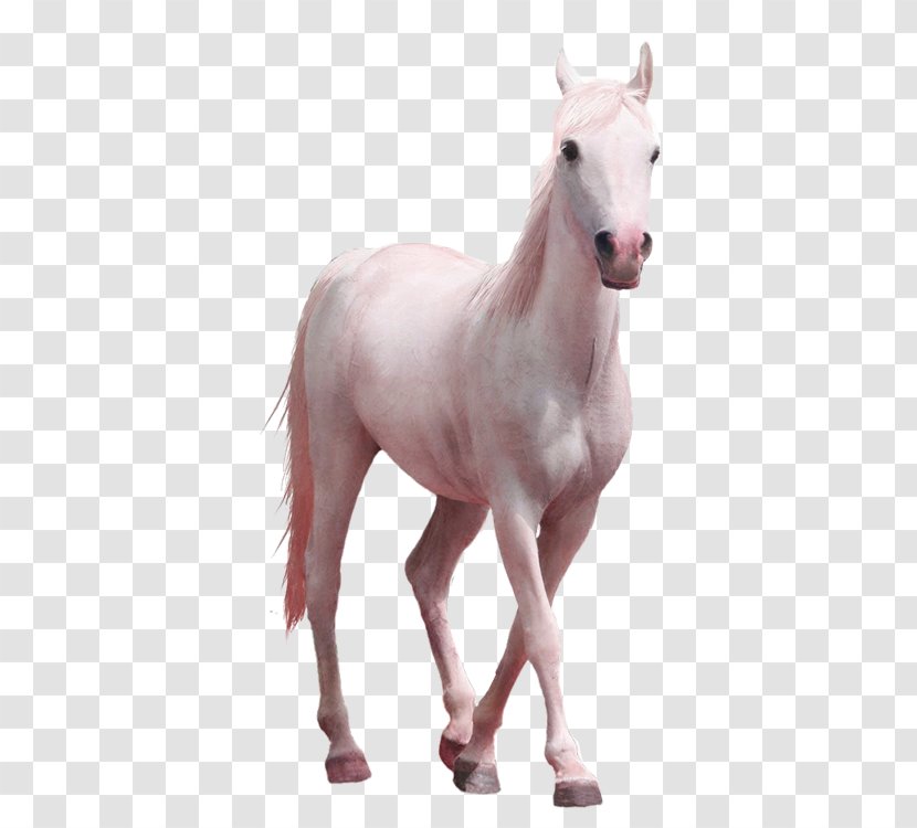 Horse Clip Art - Pony - Whitehorse Transparent PNG