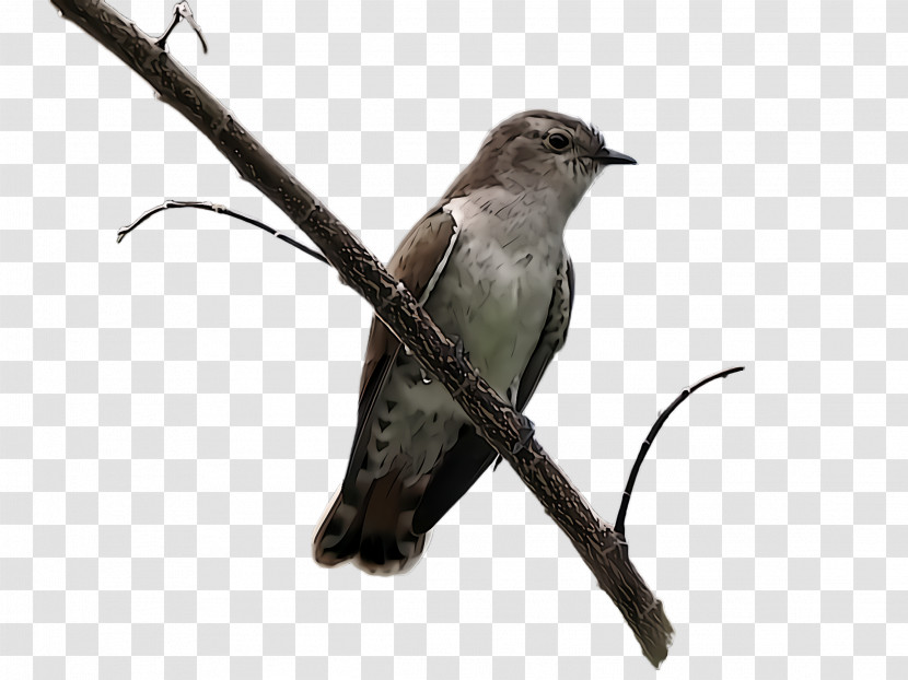 Hummingbird Transparent PNG