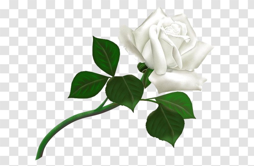 Desktop Wallpaper Display Resolution Clip Art - Gardenia - White Roses Transparent PNG