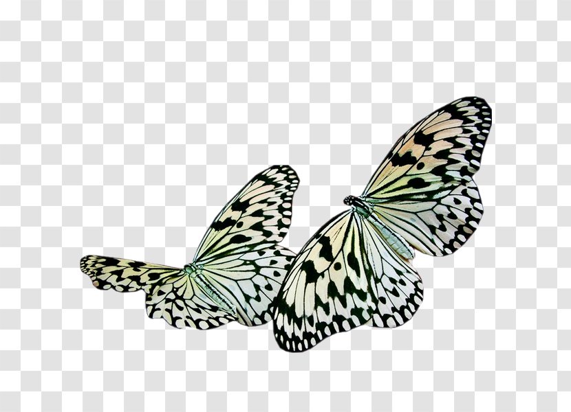 Butterfly Insect Painting - Photography Transparent PNG