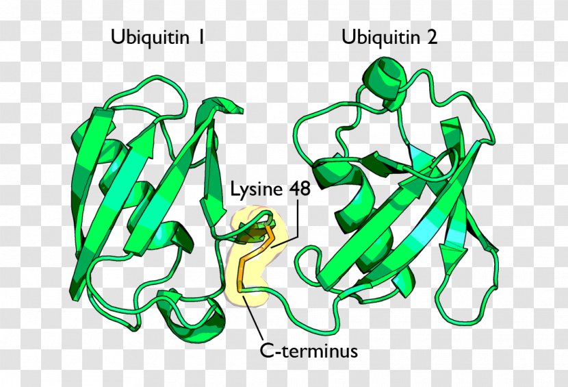 Ubiquitin-activating Enzyme Lysine Proteasome Protein - Acetylation - Plant Transparent PNG
