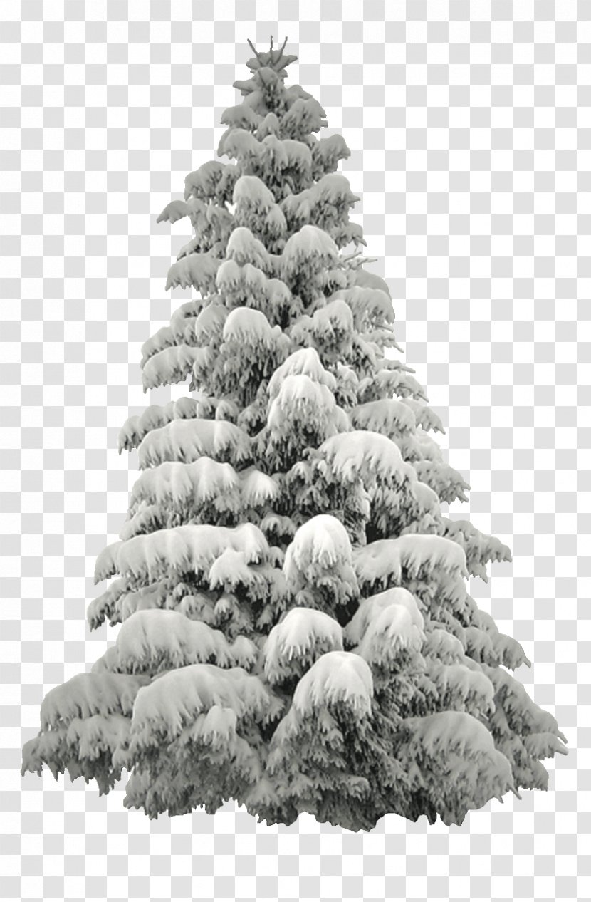 Christmas Winter Grace Randolph's Supurbia - Tree - Chris Pine Transparent PNG