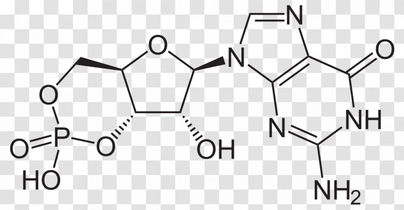 Cyclic Guanosine Monophosphate Adenosine Nucleotide - Triangle Transparent PNG