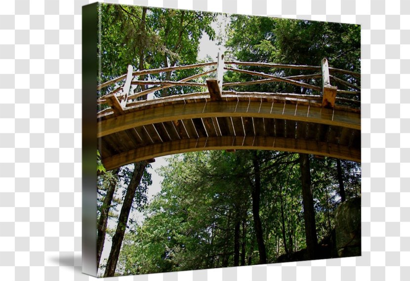 Arch Bridge Nature Reserve Tree Forest Transparent PNG