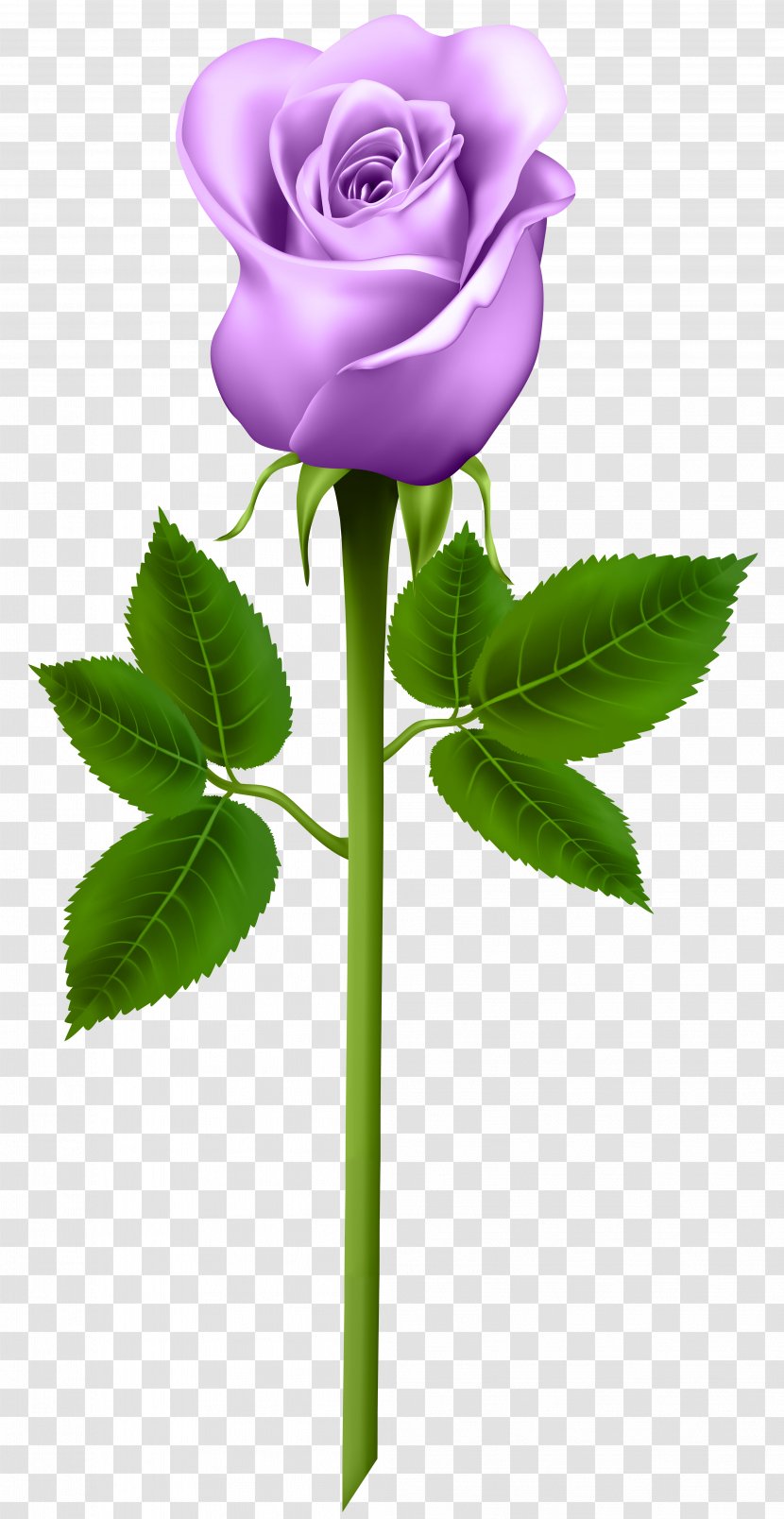 Purple Rose Clip Art - Red - Transparent Image Transparent PNG