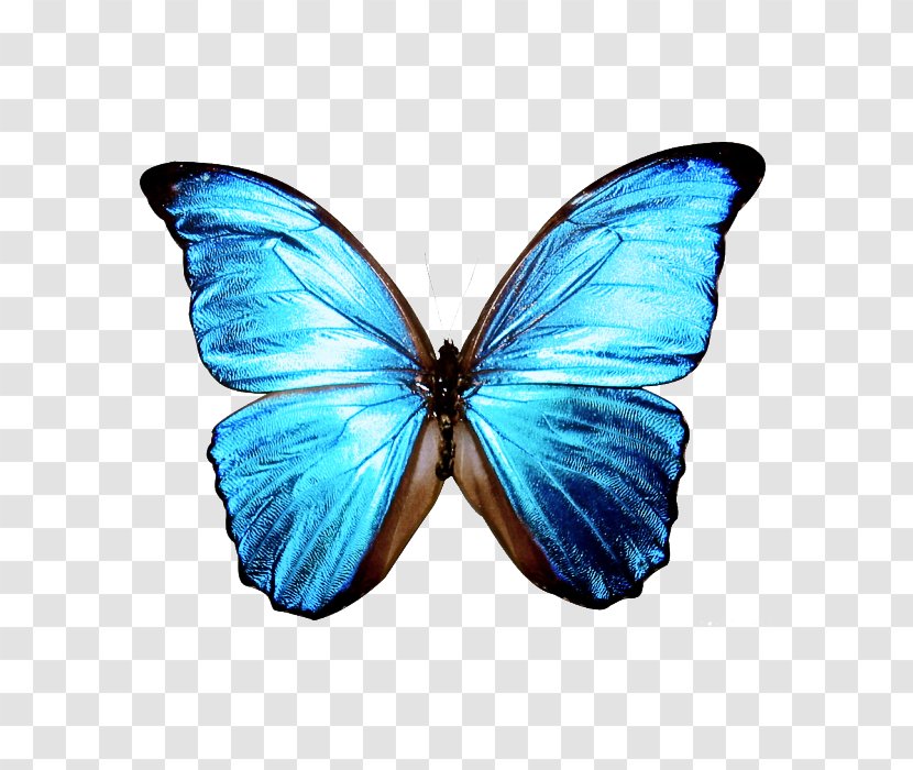 Butterfly Cartoon - Menelaus Blue Morpho - Pieridae Arthropod Transparent PNG