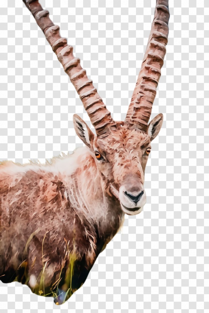 Antelope Horn Wildlife Waterbuck Cow-goat Family - Paint - Oryx Hartebeest Transparent PNG