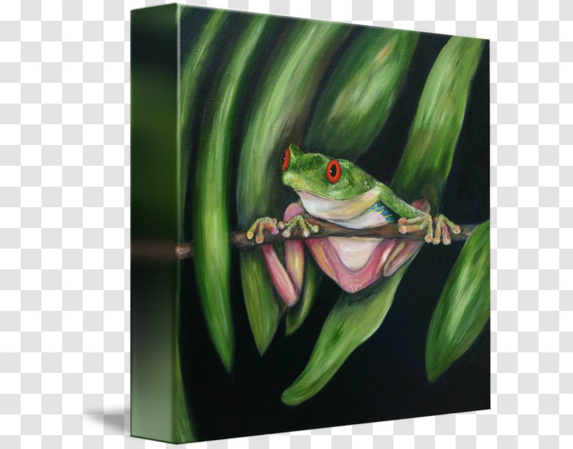 Red-eyed Tree Frog Rhacophorus Lateralis Transparent PNG