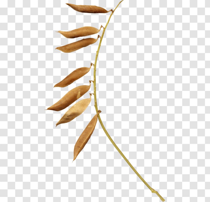 Autumn Design - Flower - Twig Transparent PNG