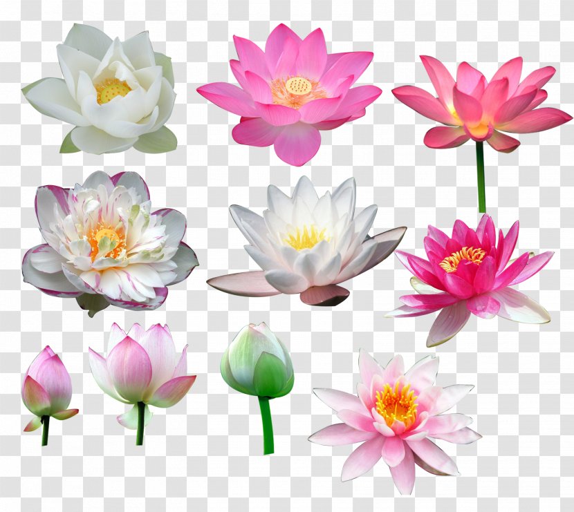 Nelumbo Nucifera Flower - Plant - All Kinds Of Lotus Transparent PNG