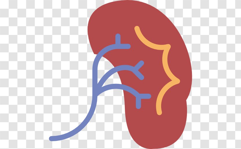 Kidney Medicine Health Care - Silhouette - Organs Transparent PNG