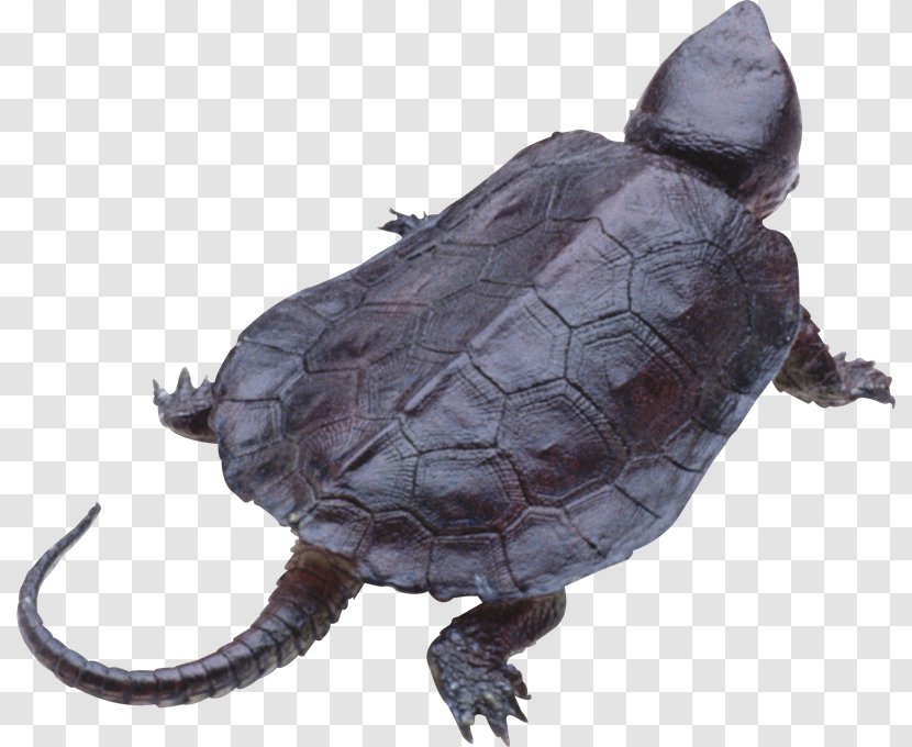 Turtle Shell Sea - Organism - Utah Teapot Transparent PNG