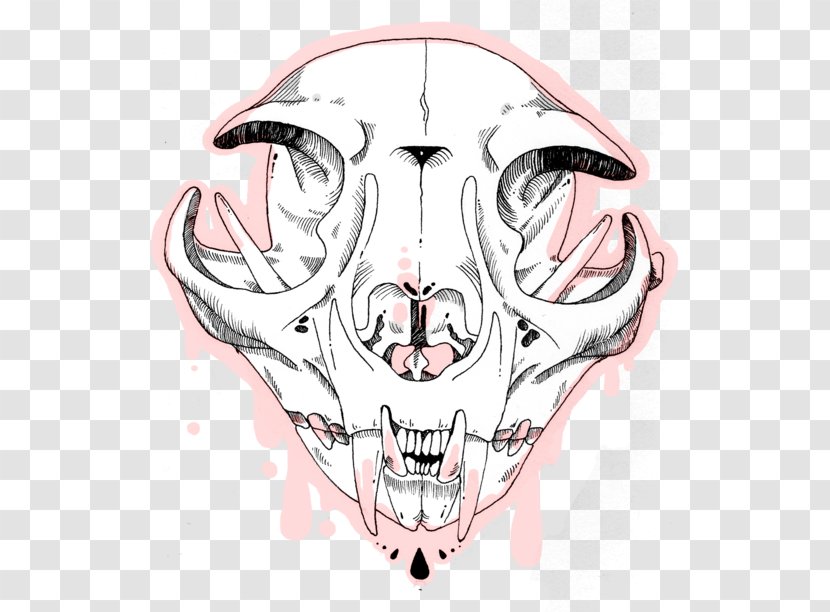 Cat Skull Felidae Kitten Nose - Bone Transparent PNG