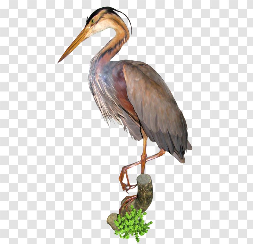 Crane Bird Great Egret Clip Art - Tiff Transparent PNG
