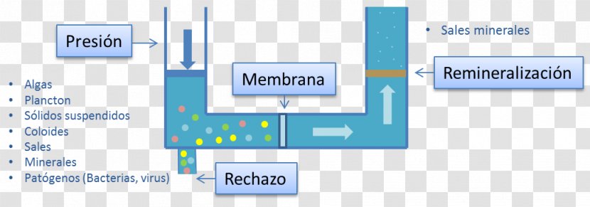 Reverse Osmosis Ultrafiltration Water Membrane - Algae Transparent PNG