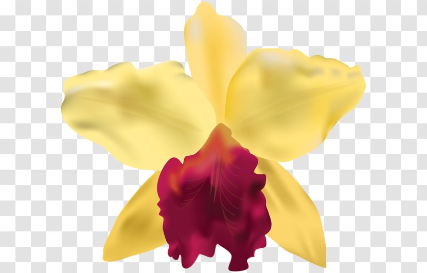 Graphic Frames Flower Orchids Clip Art - Floral Design - Oktoberfest Woman Transparent PNG