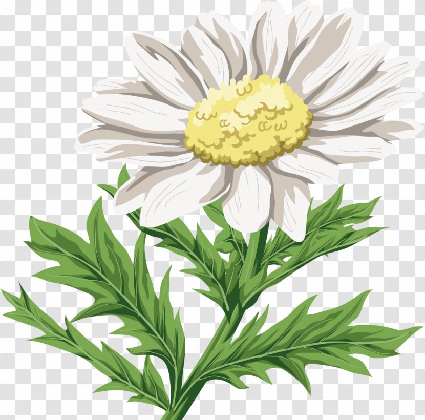 Chrysanthemum Indicum Flower Oxeye Daisy - Herbaceous Plant - Camomile Transparent PNG