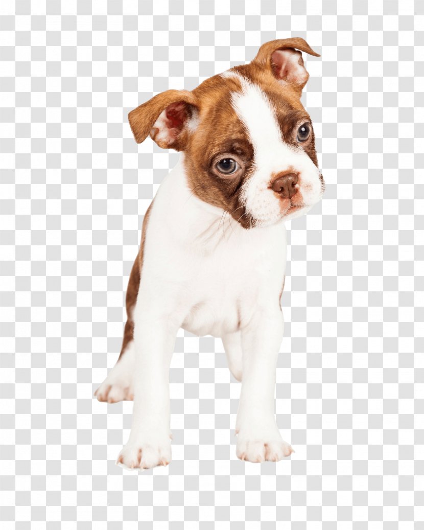 Boston Terrier Puppy Dog Breed German Shepherd Companion - Stock Photography Transparent PNG
