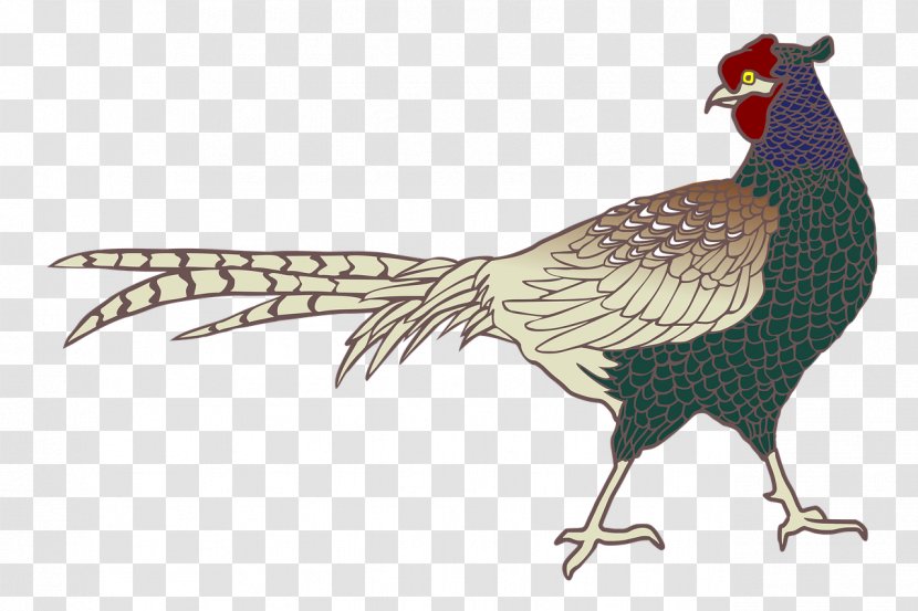 Rooster Ring-necked Pheasant Bird Green - Phasianidae Transparent PNG