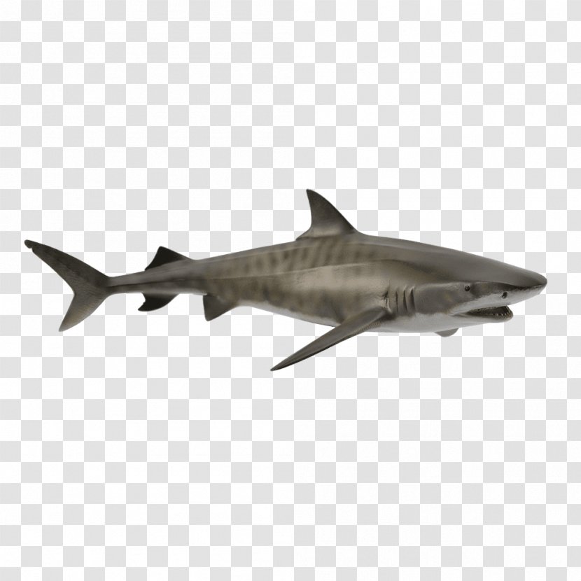 Tiger Shark Hammerhead Great White Attack Transparent PNG
