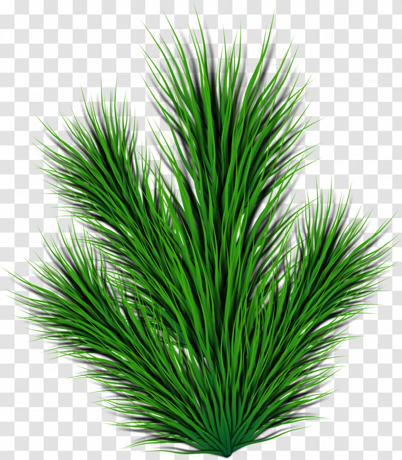 Pine Tree Silhouette - Flower - Palm Transparent PNG