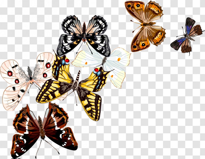 Butterfly Insect Drawing - Brush Footed Transparent PNG
