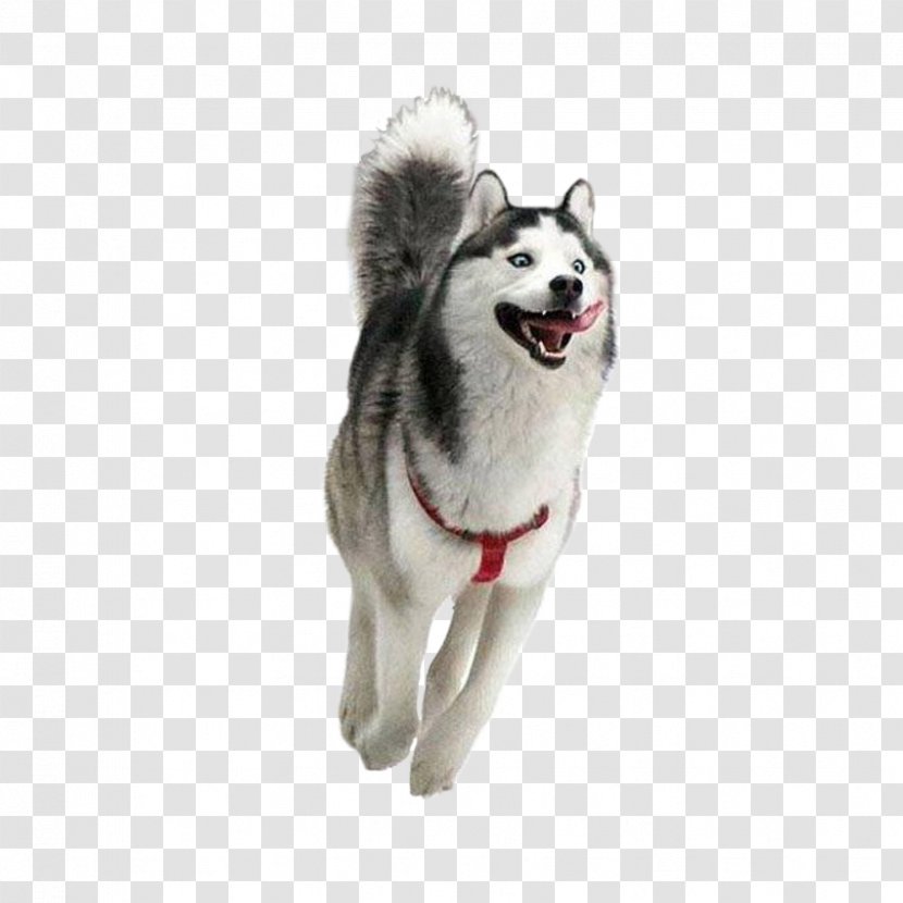 Siberian Husky Happiness Puppy Golden Retriever Smile - Dog Breed Transparent PNG