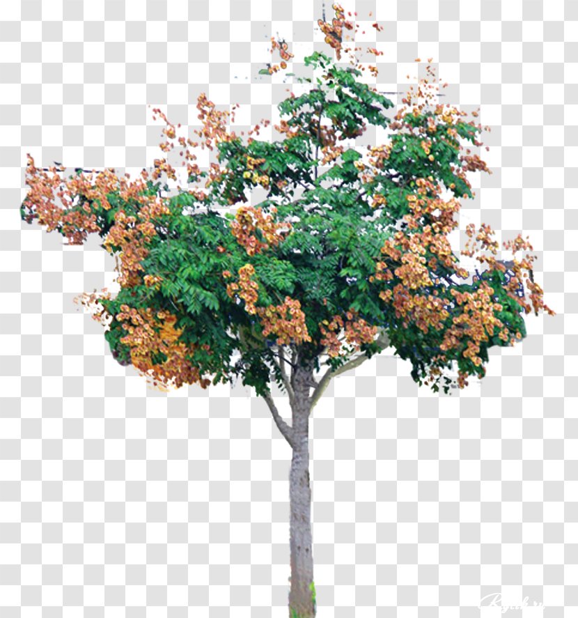 Branch Christmas Tree Shrub - Gardening Decorative Transparent PNG
