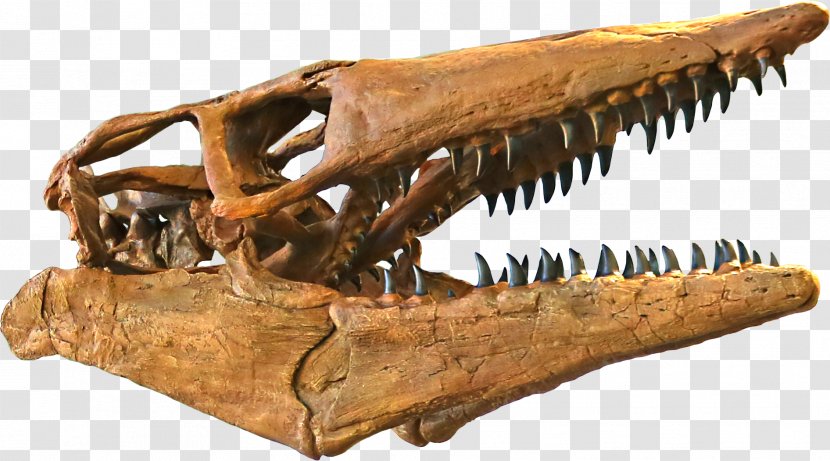 Tylosaurus Triceratops Western Interior Seaway Jurassic Park III: Builder Late Cretaceous - Skeleton - Skull Transparent PNG