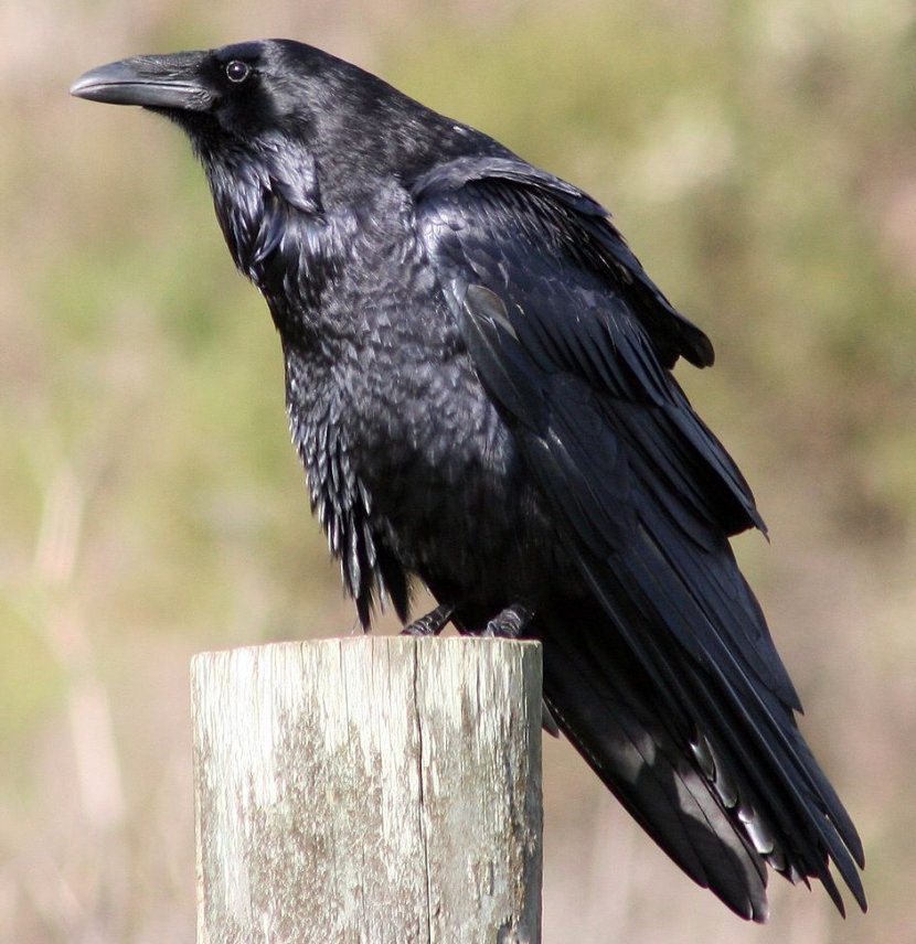 American Crow Common Raven Bird The Passerine - Blackbird Transparent PNG