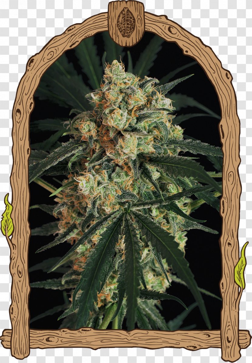 Skunk Autoflowering Cannabis Seed Haze AAA Transparent PNG