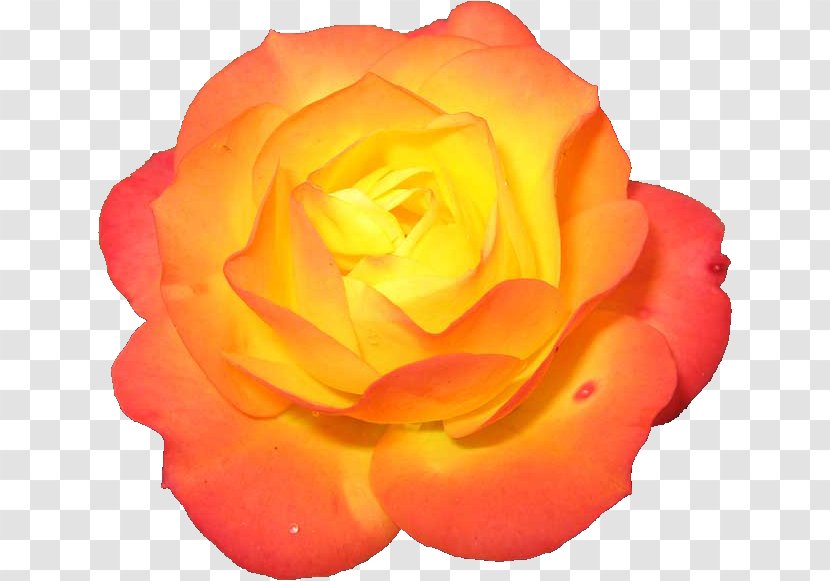 Garden Roses Centerblog Clip Art - Net - Flower Transparent PNG
