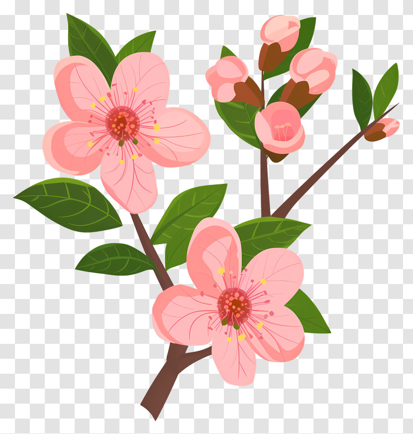Peach Blossom - Pink Cherry Blossom Branch Illustration Transparent PNG