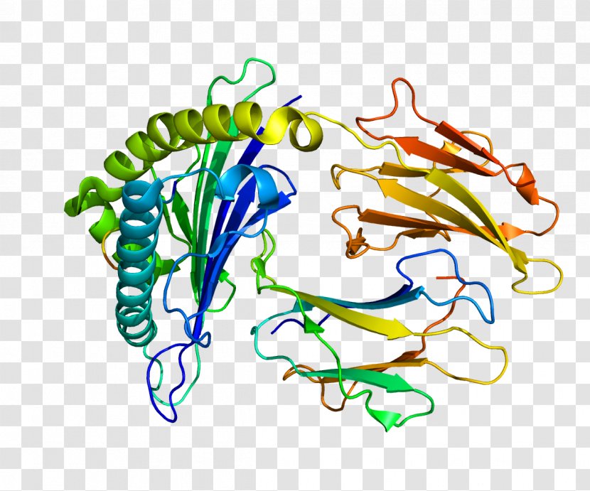 IRS2 Insulin Receptor Substrate Protein Gene - Area Transparent PNG