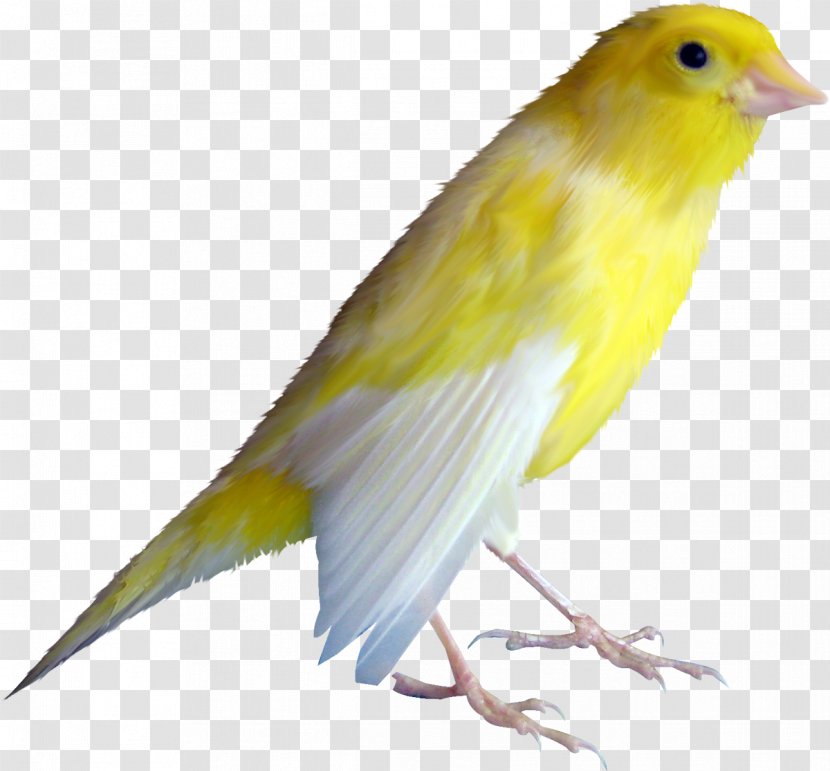 Domestic Canary Bird Clip Art - Nightingale Transparent PNG