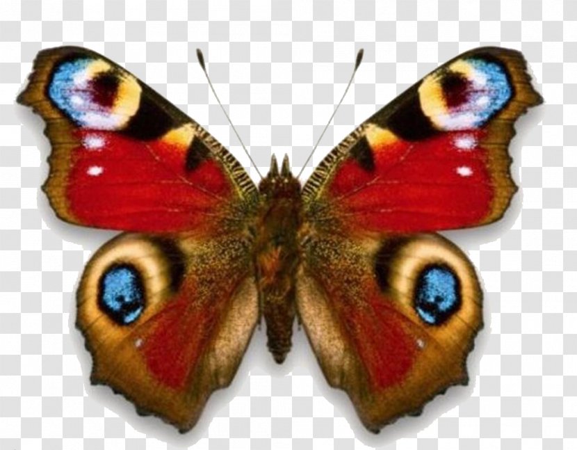 Butterfly Red Admiral Aglais Io Stock Photography Clip Art Transparent PNG