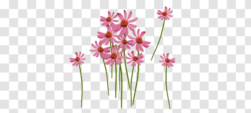 Plant Stem Herbaceous Daisy Family - Magenta - Flowering Transparent PNG