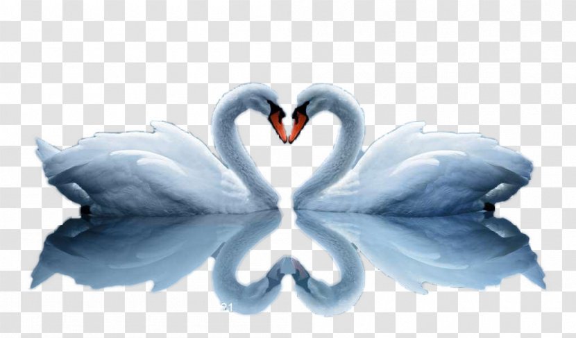 High-definition Video Embroidery Television Wallpaper - Film - Two Swans Love Transparent PNG