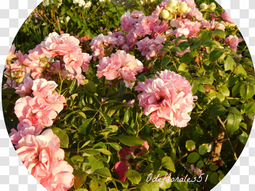 Floribunda Garden Roses Cabbage Rose Memorial Rambler-Rose - Flower Transparent PNG