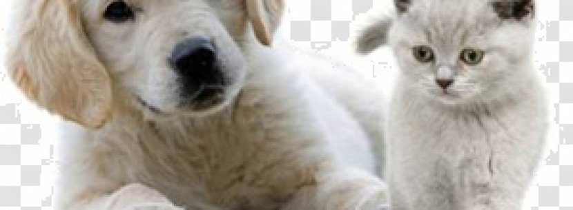 Golden Retriever Labrador Yorkshire Terrier Maltese Dog Puppy Transparent PNG