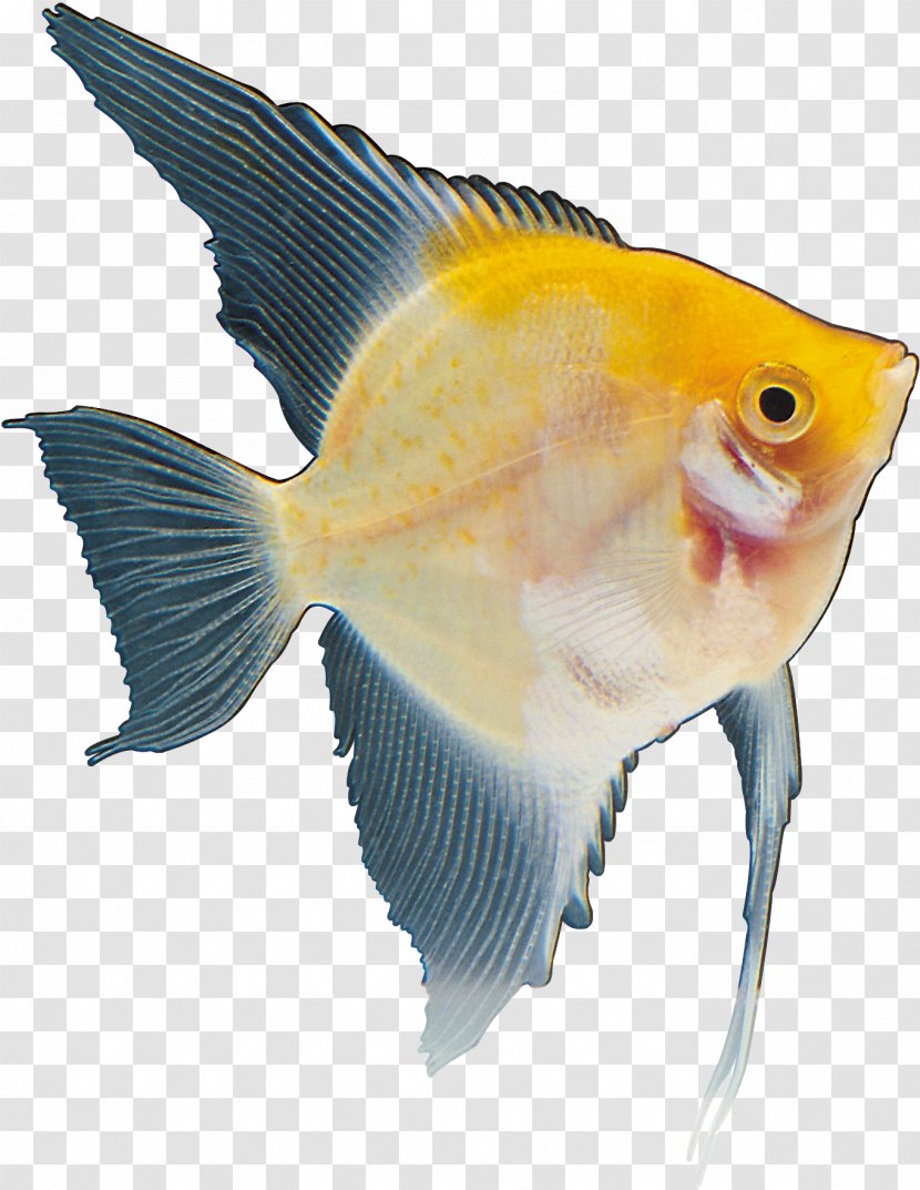 Fish Marine Biology Yellow Red Tail Transparent PNG