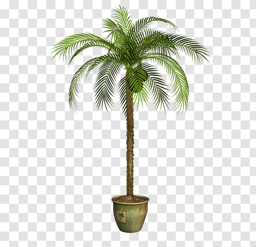 Asian Palmyra Palm Babassu Coconut Flowerpot Oil Palms Transparent PNG