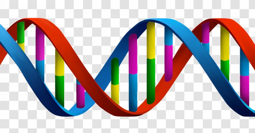 DNA Genetics Biology Clip Art - Molecular - Fashion Accessory Transparent PNG