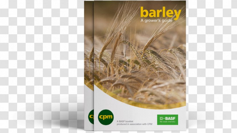 Beer Barley BASF Agronomy Variety - Competition Transparent PNG