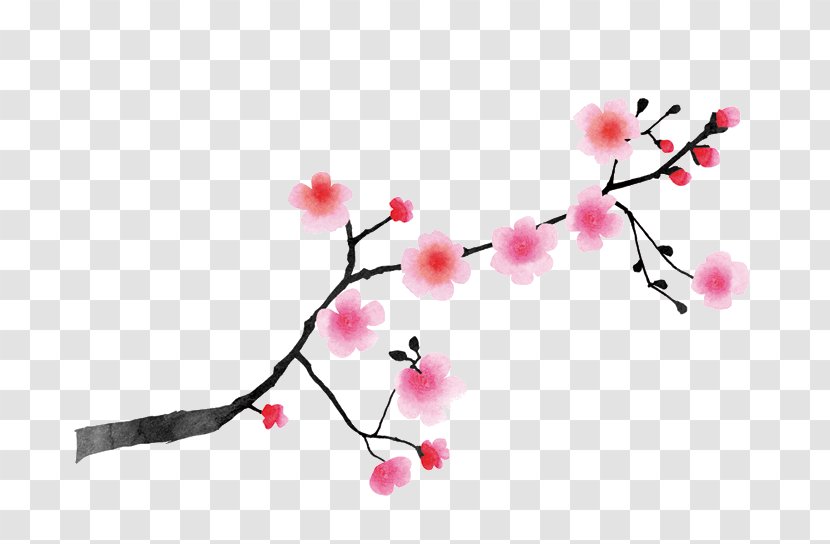 Cerasus East Asian Cherry Blossom Japan White - Flower Transparent PNG